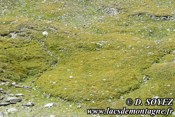Photo n202107135
Lacs de l'Eychassier (2815m) (Queyras, Hautes-Alpes)
Clich Dominique SOYEZ
Copyright Reproduction interdite sans autorisation