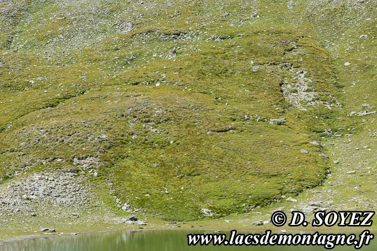 Photo n202107138
Lacs de l'Eychassier (2815m) (Queyras, Hautes-Alpes)
Clich Dominique SOYEZ
Copyright Reproduction interdite sans autorisation