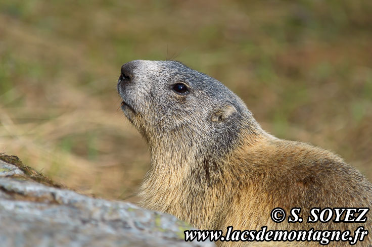 Photo n201405010
Marmotte (Marmota marmota)
Clich Serge SOYEZ
Copyright Reproduction interdite sans autorisation