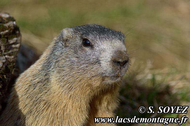 Photo n201405011
Marmotte (Marmota marmota)
Clich Serge SOYEZ
Copyright Reproduction interdite sans autorisation