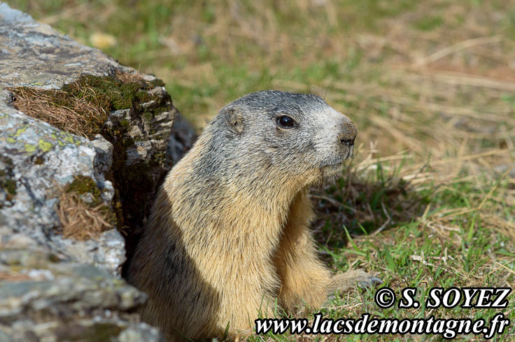 Photo n201405012
Marmotte (Marmota marmota)
Clich Serge SOYEZ
Copyright Reproduction interdite sans autorisation
