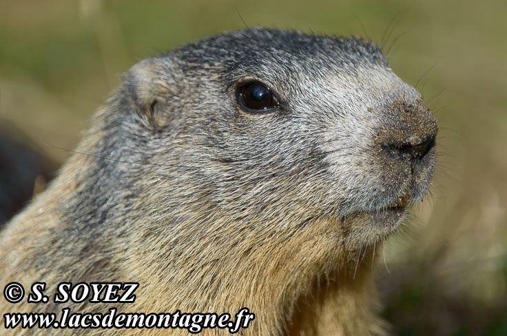 Photo n201405013
Marmotte (Marmota marmota)
Clich Serge SOYEZ
Copyright Reproduction interdite sans autorisation
