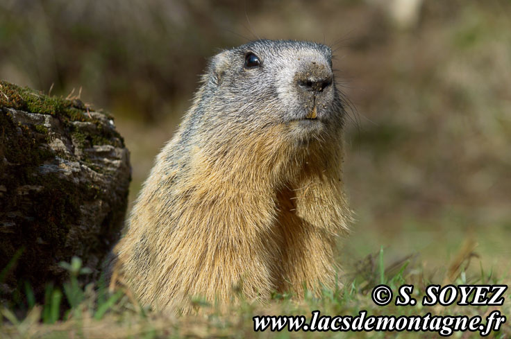 Photo n201405014
Marmotte (Marmota marmota)
Clich Serge SOYEZ
Copyright Reproduction interdite sans autorisation