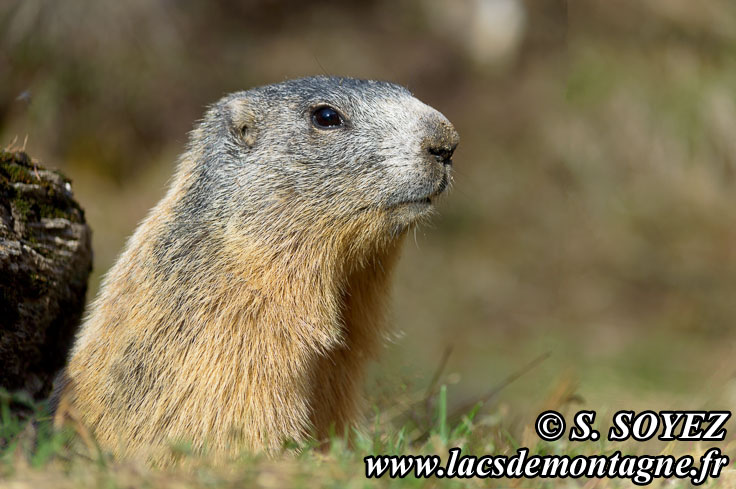 Photo n201405015
Marmotte (Marmota marmota)
Clich Serge SOYEZ
Copyright Reproduction interdite sans autorisation