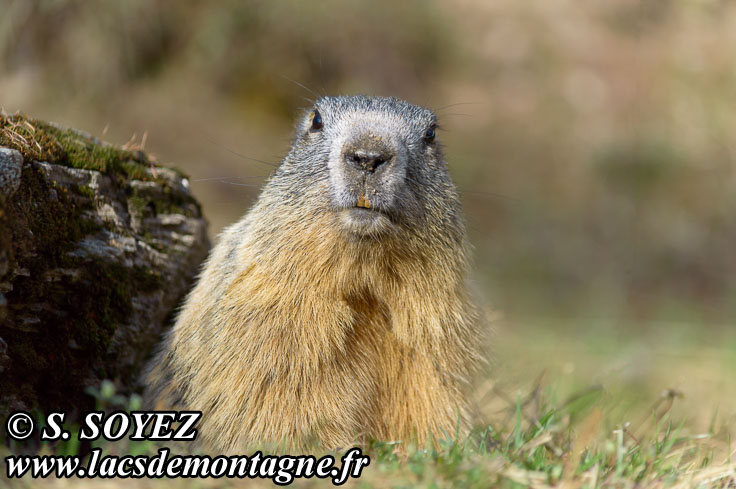 Photo n201405017
Marmotte (Marmota marmota)
Clich Serge SOYEZ
Copyright Reproduction interdite sans autorisation