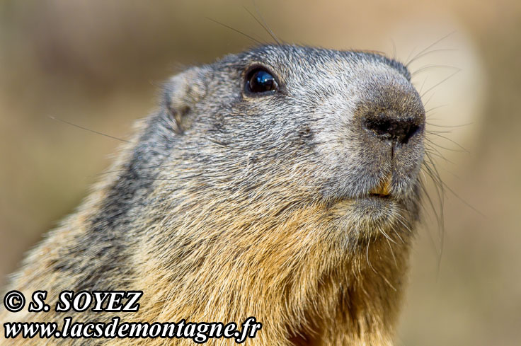Photo n201405018
Marmotte (Marmota marmota)
Clich Serge SOYEZ
Copyright Reproduction interdite sans autorisation