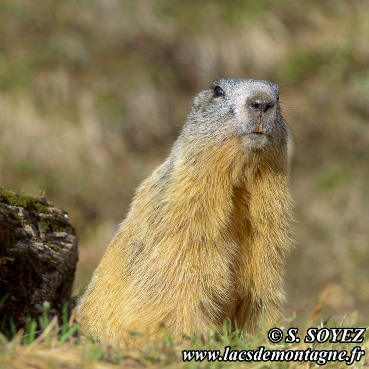 Photo n201405019
Marmotte (Marmota marmota)
Clich Serge SOYEZ
Copyright Reproduction interdite sans autorisation