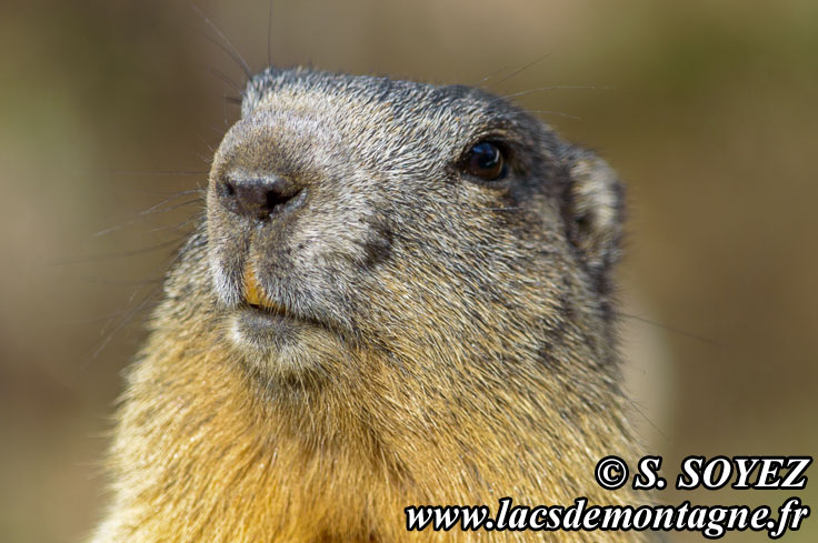 Photo n201405020
Marmotte (Marmota marmota)
Clich Serge SOYEZ
Copyright Reproduction interdite sans autorisation