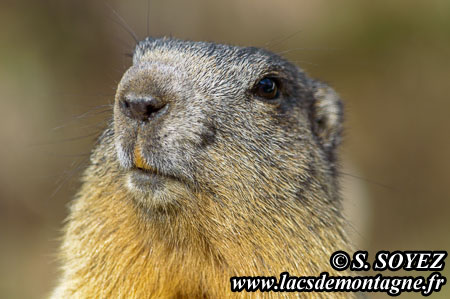 Marmotte (Marmota marmota)
Clich Serge SOYEZ
Copyright Reproduction interdite sans autorisation