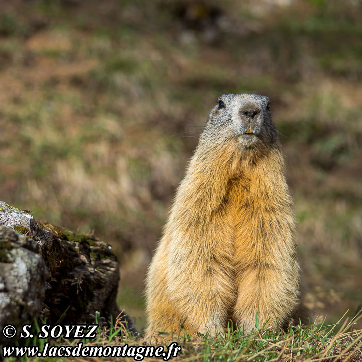 Photo n201405021
Marmotte (Marmota marmota)
Clich Serge SOYEZ
Copyright Reproduction interdite sans autorisation