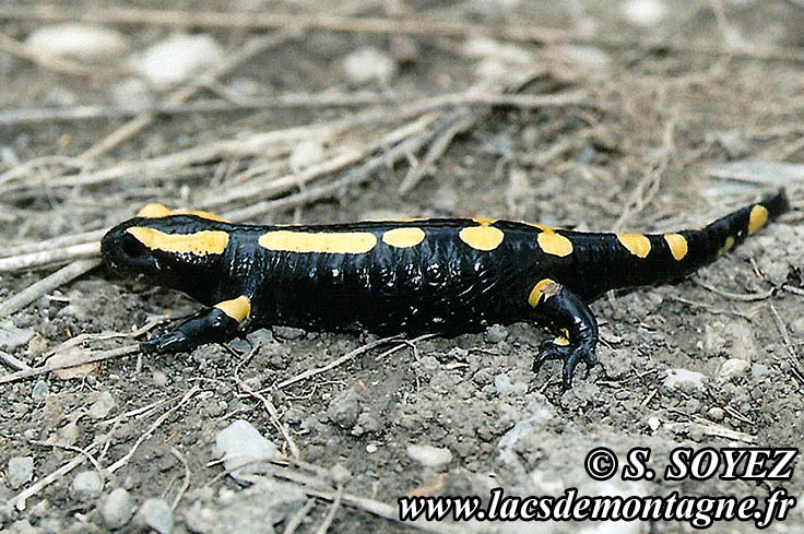 Photo n20070802
Salamandre tachete (Salamandra salamandra)
Clich Serge SOYEZ
Copyright Reproduction interdite sans autorisation