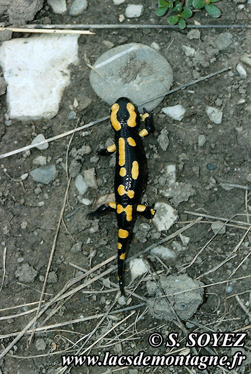 Photo n20070811
Salamandre tachete (Salamandra salamandra)
Clich Serge SOYEZ
Copyright Reproduction interdite sans autorisation