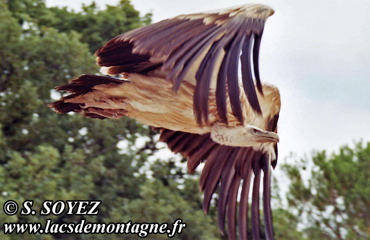 Vautour fauve (Gyps fulvus)
Clich Serge SOYEZ
Copyright Reproduction interdite sans autorisation