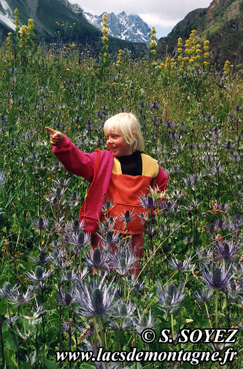 Photo nchardonsbleus
Chardon bleu des Alpes (Eryngium alpinum)
Clich Serge SOYEZ
Copyright Reproduction interdite sans autorisation