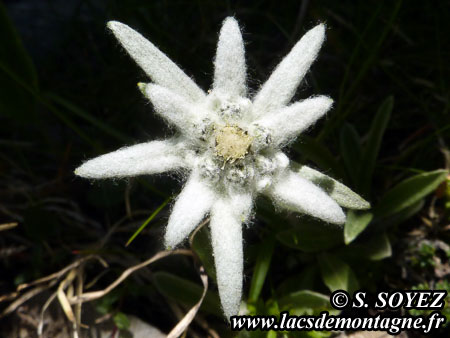 Edelweiss (Leontopodium alpinum)
Clich Serge SOYEZ
Copyright Reproduction interdite sans autorisation