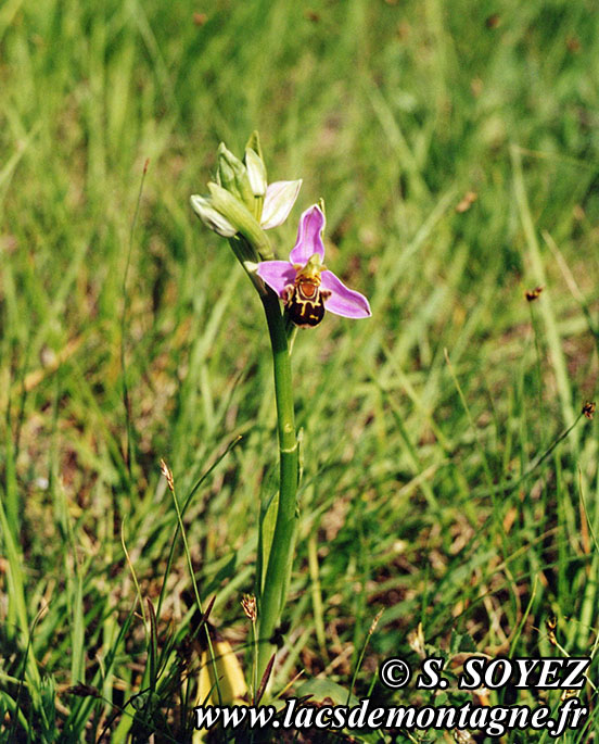 Photo n19990501
Ophrys bourdon (Ophrys fuciflora)
Clich Serge SOYEZ
Copyright Reproduction interdite sans autorisation
