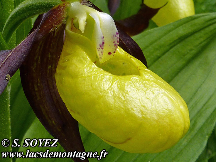Photo nP1020590
Sabot de Vnus (Cypripedium calceolus)
Clich Serge SOYEZ
Copyright Reproduction interdite sans autorisation