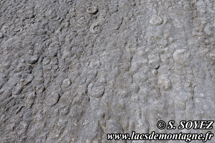 Photo n202505014
La dalle aux Ammonites (Digne-les-Bains, Alpes-de-Haute-Provence)
Clich Serge SOYEZ
Copyright Reproduction interdite sans autorisation