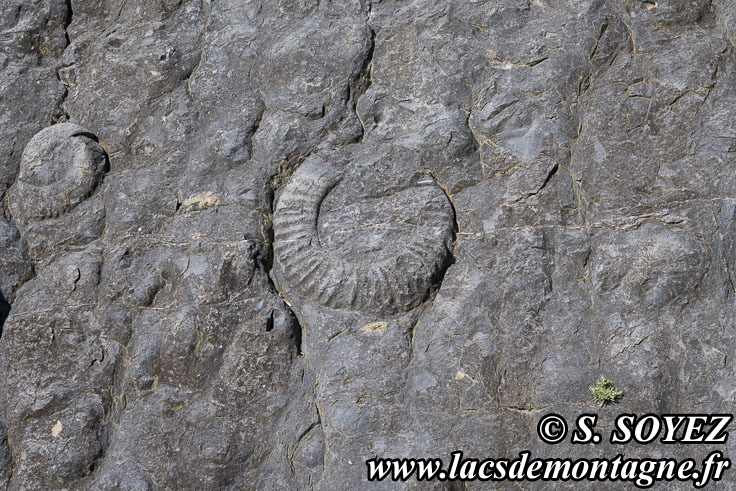 Photo n202505015
La dalle aux Ammonites (Digne-les-Bains, Alpes-de-Haute-Provence)
Clich Serge SOYEZ
Copyright Reproduction interdite sans autorisation