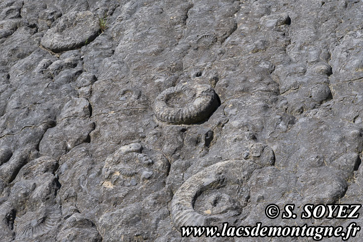 Photo n202505017
La dalle aux Ammonites (Digne-les-Bains, Alpes-de-Haute-Provence)
Clich Serge SOYEZ
Copyright Reproduction interdite sans autorisation