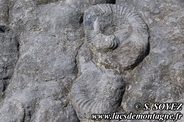 Photo n202505018
La dalle aux Ammonites (Digne-les-Bains, Alpes-de-Haute-Provence)
Clich Serge SOYEZ
Copyright Reproduction interdite sans autorisation