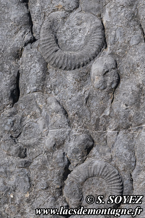 Photo n202505019
La dalle aux Ammonites (Digne-les-Bains, Alpes-de-Haute-Provence)
Clich Serge SOYEZ
Copyright Reproduction interdite sans autorisation