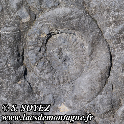 Photo n202505020
La dalle aux Ammonites (Digne-les-Bains, Alpes-de-Haute-Provence)
Clich Serge SOYEZ
Copyright Reproduction interdite sans autorisation