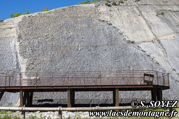 Photo n202505029
La dalle aux Ammonites (Digne-les-Bains, Alpes-de-Haute-Provence)
Clich Serge SOYEZ
Copyright Reproduction interdite sans autorisation