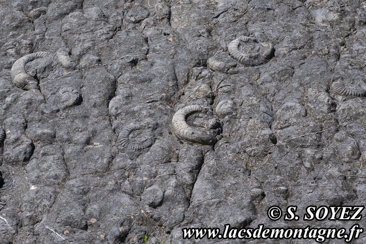 Photo n202505033
La dalle aux Ammonites (Digne-les-Bains, Alpes-de-Haute-Provence)
Clich Serge SOYEZ
Copyright Reproduction interdite sans autorisation