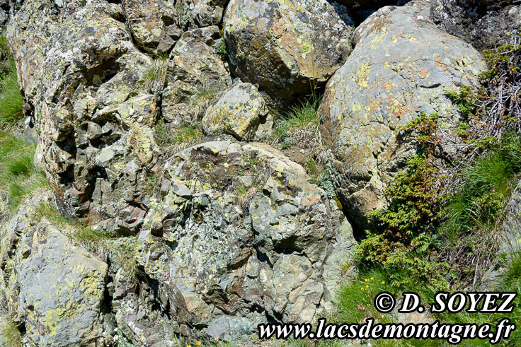 Photo n�201607029
Coussin de basalte (pillow-lavas)
(Montgen�vre, Hautes-Alpes)
Clich� Dominique SOYEZ
Copyright Reproduction interdite sans autorisation