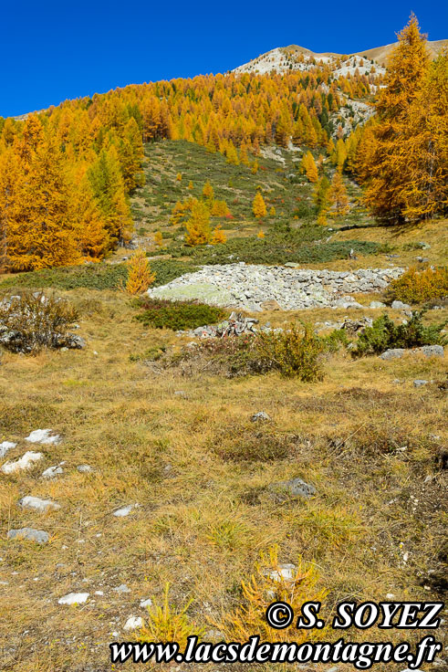 Photo n201610001
Couleurs d'automne d'un mlzin du Queyras (Hautes-Alpes)
Clich Serge SOYEZ
Copyright Reproduction interdite sans autorisation