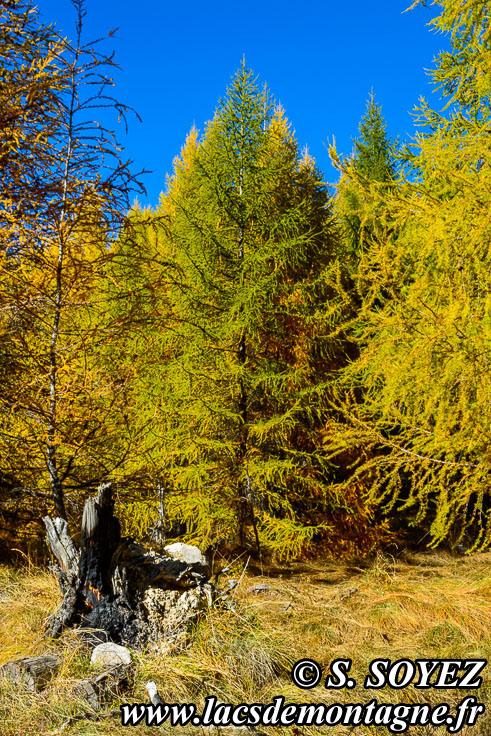 Photo n201610007
Couleurs d'automne d'un mlzin du Queyras (Hautes-Alpes)
Clich Serge SOYEZ
Copyright Reproduction interdite sans autorisation