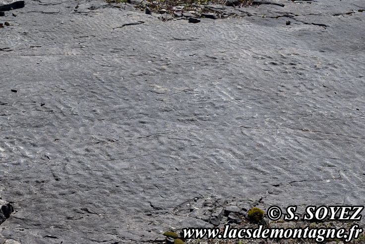 Photo n°202504004
Cliché Serge SOYEZ
Copyright Reproduction interdite sans autorisation Photo n°202504004
Rides de vagues ou ripple-mark.
Site à pistes de dinosaures à Loulle dans le Jura. Lieu-dit le Bois-Aux-Salpêtriers - D253 39300 LOULLE
Cliché Serge SOYEZ
Copyright Reproduction interdite sans autorisation