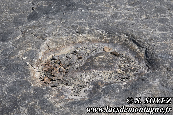 Photo n°202504005
Cliché Serge SOYEZ
Copyright Reproduction interdite sans autorisation Photo n°202504005
Empreintes de pas de Dinosaure herbivore (Sauropode).
Site à pistes de dinosaures à Loulle dans le Jura. Lieu-dit le Bois-Aux-Salpêtriers - D253 39300 LOULLE
Cliché Serge SOYEZ
Copyright Reproduction interdite sans autorisation