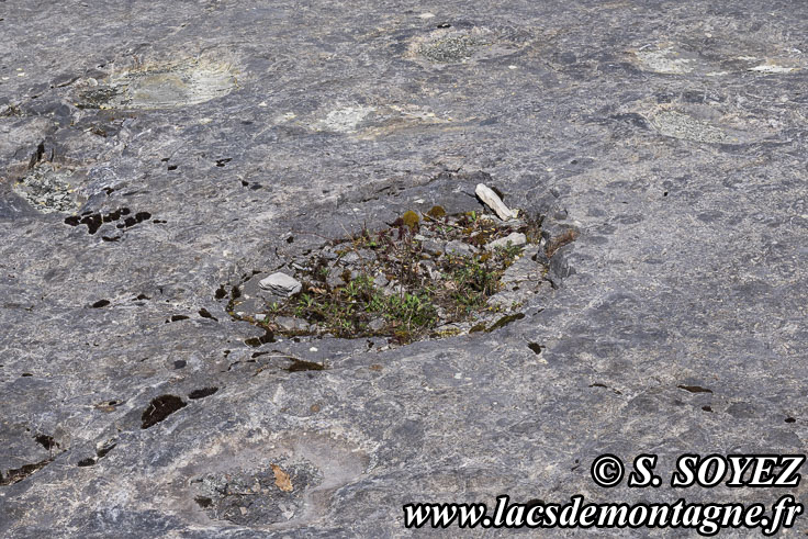 Photo n°202504009
Cliché Serge SOYEZ
Copyright Reproduction interdite sans autorisation Photo n°202504009
Empreintes de pas de Dinosaure herbivore (Sauropode).
Site à pistes de dinosaures à Loulle dans le Jura. Lieu-dit le Bois-Aux-Salpêtriers - D253 39300 LOULLE
Cliché Serge SOYEZ
Copyright Reproduction interdite sans autorisation