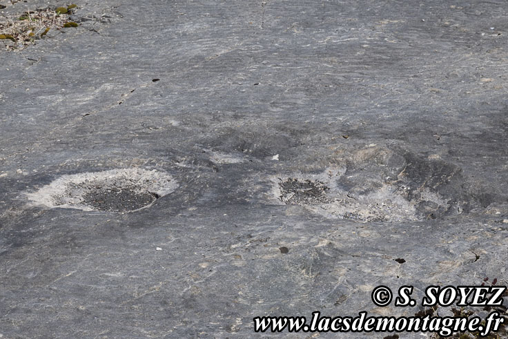 Photo n°202504010
Cliché Serge SOYEZ
Copyright Reproduction interdite sans autorisation Photo n°202504010
Empreintes de pas de Dinosaure herbivore (Sauropode) sur des rides de vagues fossilisées.
Site à pistes de dinosaures à Loulle dans le Jura. Lieu-dit le Bois-Aux-Salpêtriers - D253 39300 LOULLE
Cliché Serge SOYEZ
Copyright Reproduction interdite sans autorisation