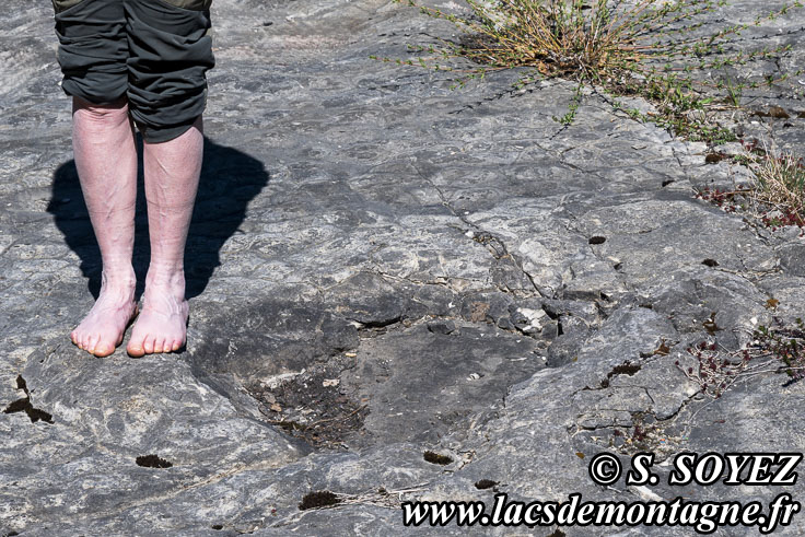 Photo n°202504022
Cliché Serge SOYEZ
Copyright Reproduction interdite sans autorisation Photo n°202504022
Empreintes de pas de Dinosaure herbivore (Sauropode) et polygones de dessiccation.
Site à pistes de dinosaures à Loulle dans le Jura. Lieu-dit le Bois-Aux-Salpêtriers - D253 39300 LOULLE
Cliché Serge SOYEZ
Copyright Reproduction interdite sans autorisation