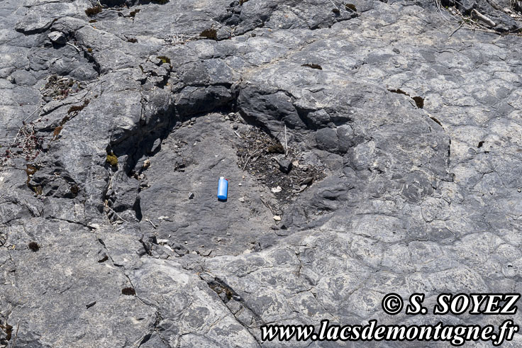 Photo n°202504029
Cliché Serge SOYEZ
Copyright Reproduction interdite sans autorisation Photo n°202504029
Empreintes de pas de Dinosaure herbivore (Sauropode) et polygones de dessiccation.
Site à pistes de dinosaures à Loulle dans le Jura. Lieu-dit le Bois-Aux-Salpêtriers - D253 39300 LOULLE
Cliché Serge SOYEZ
Copyright Reproduction interdite sans autorisation