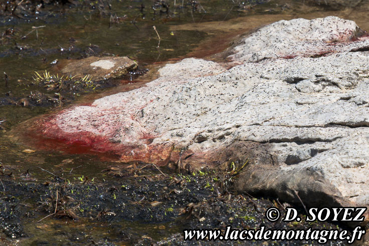 Photo n�202307117
Clich� Dominique SOYEZ
Copyright Reproduction interdite sans autorisation