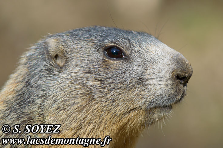 Photo n201405016
Marmotte (Marmota marmota)
Clich Serge SOYEZ
Copyright Reproduction interdite sans autorisation