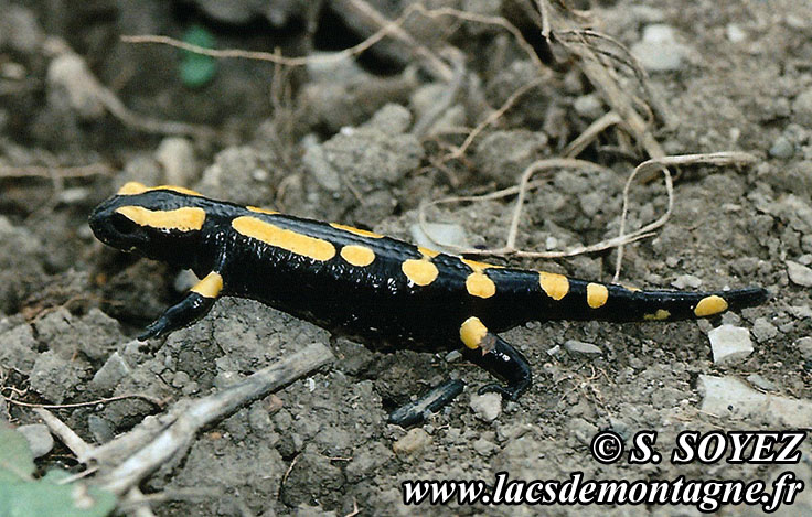 Salamandre tachetée, femelle