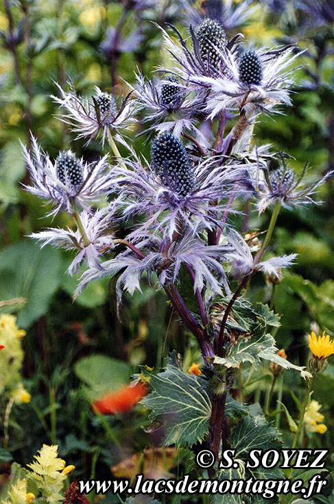 Chardon bleu des Alpes (Eryngium alpinum)
Clich Serge SOYEZ
Copyright Reproduction interdite sans autorisation