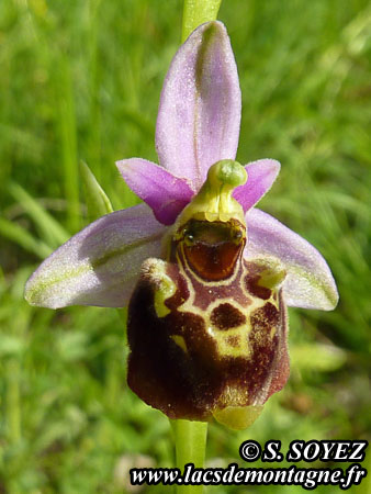 Ophrys bourdon (Ophrys fuciflora)
Cliché Serge SOYEZ
Copyright Reproduction interdite sans autorisation